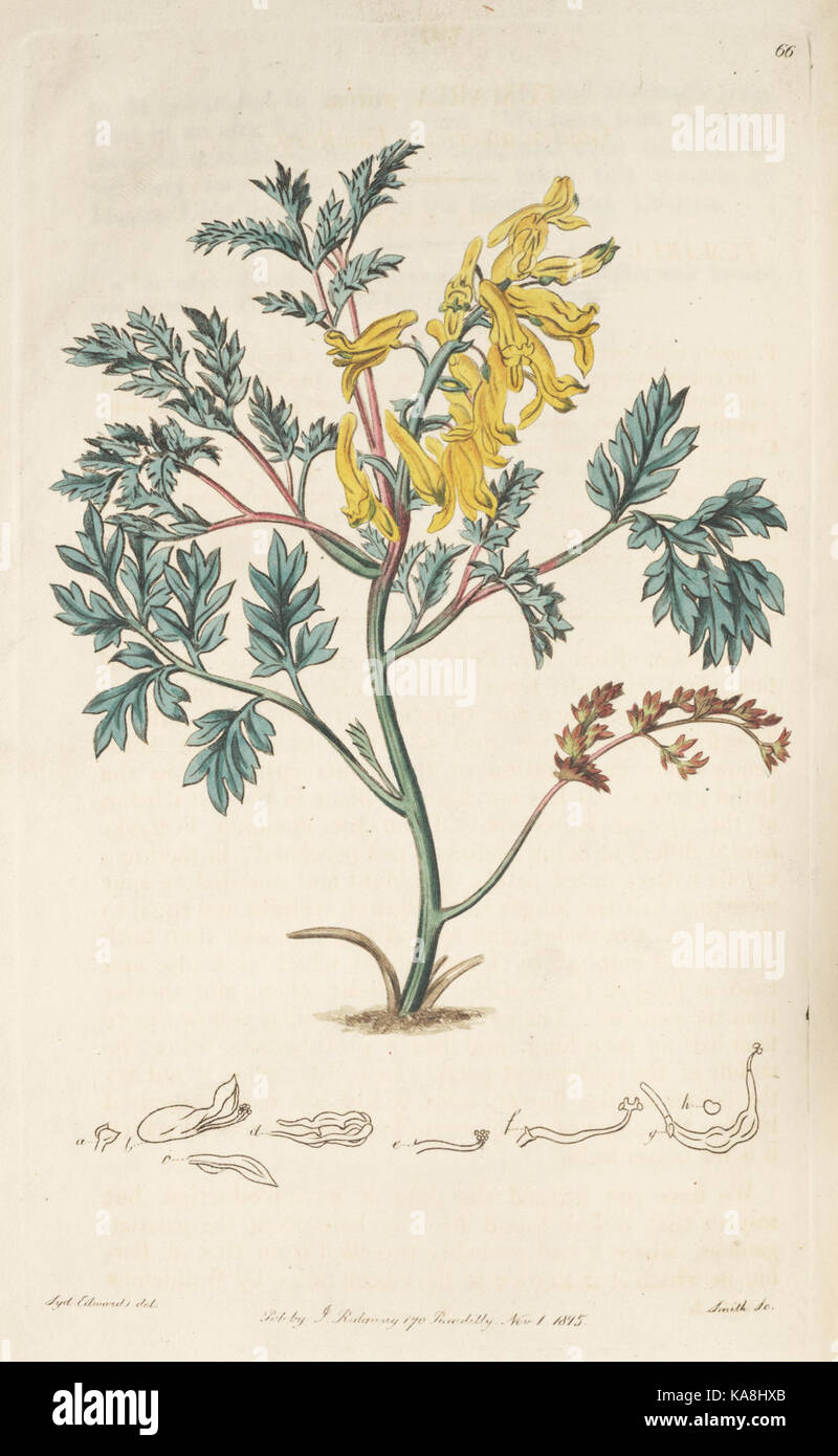 The Botanical Register is a botanical journal that includes detailed ...