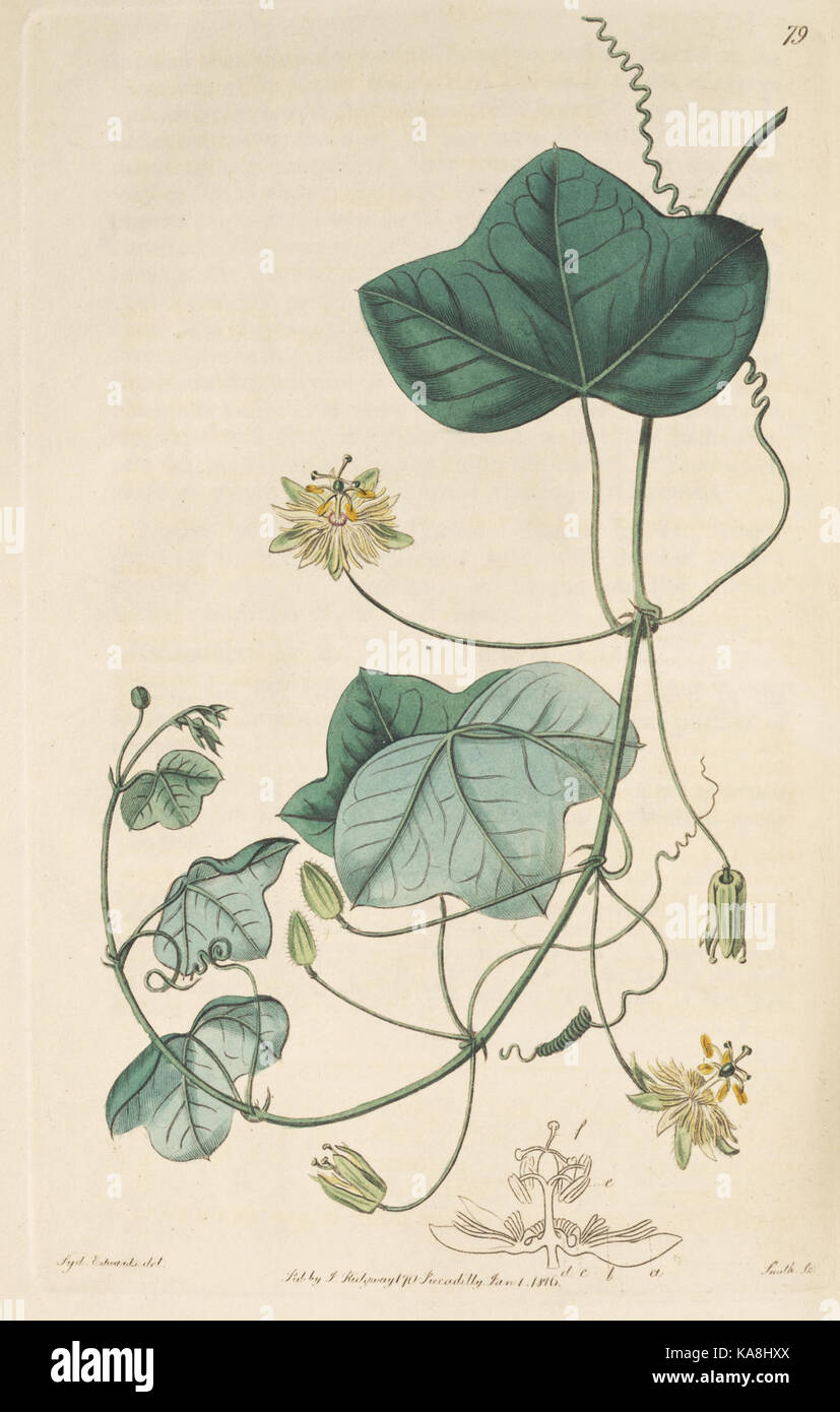 Botanical reference plate reproduction hi-res stock photography and ...