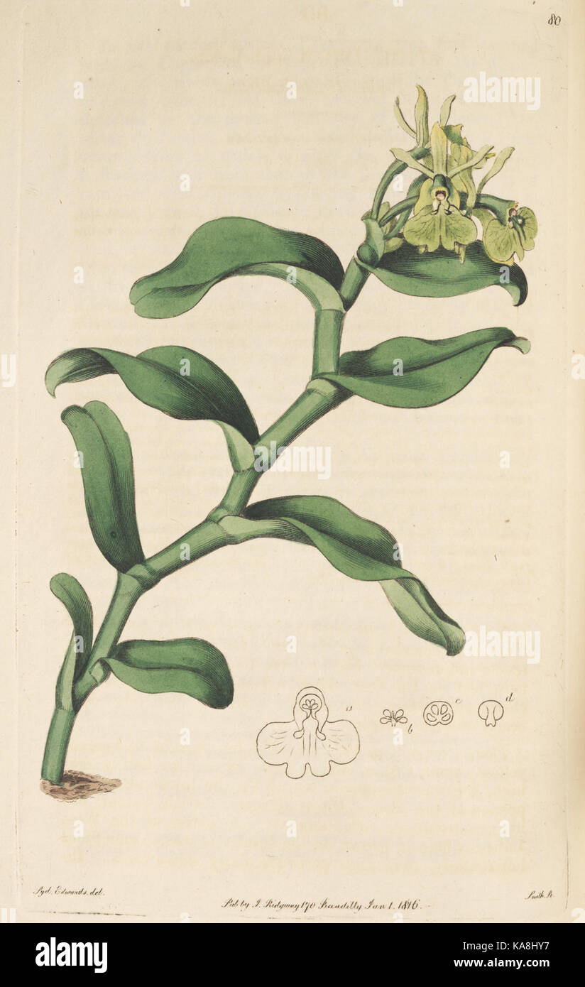 Historical botanical reference hi-res stock photography and images - Alamy