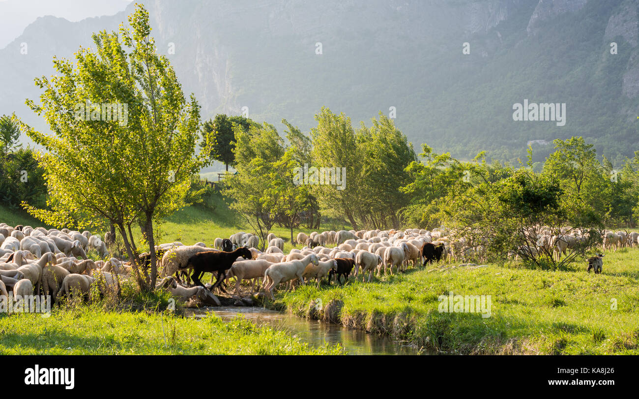 Flock of sheep grazing in a hill at sunset in spring. Stock Photo