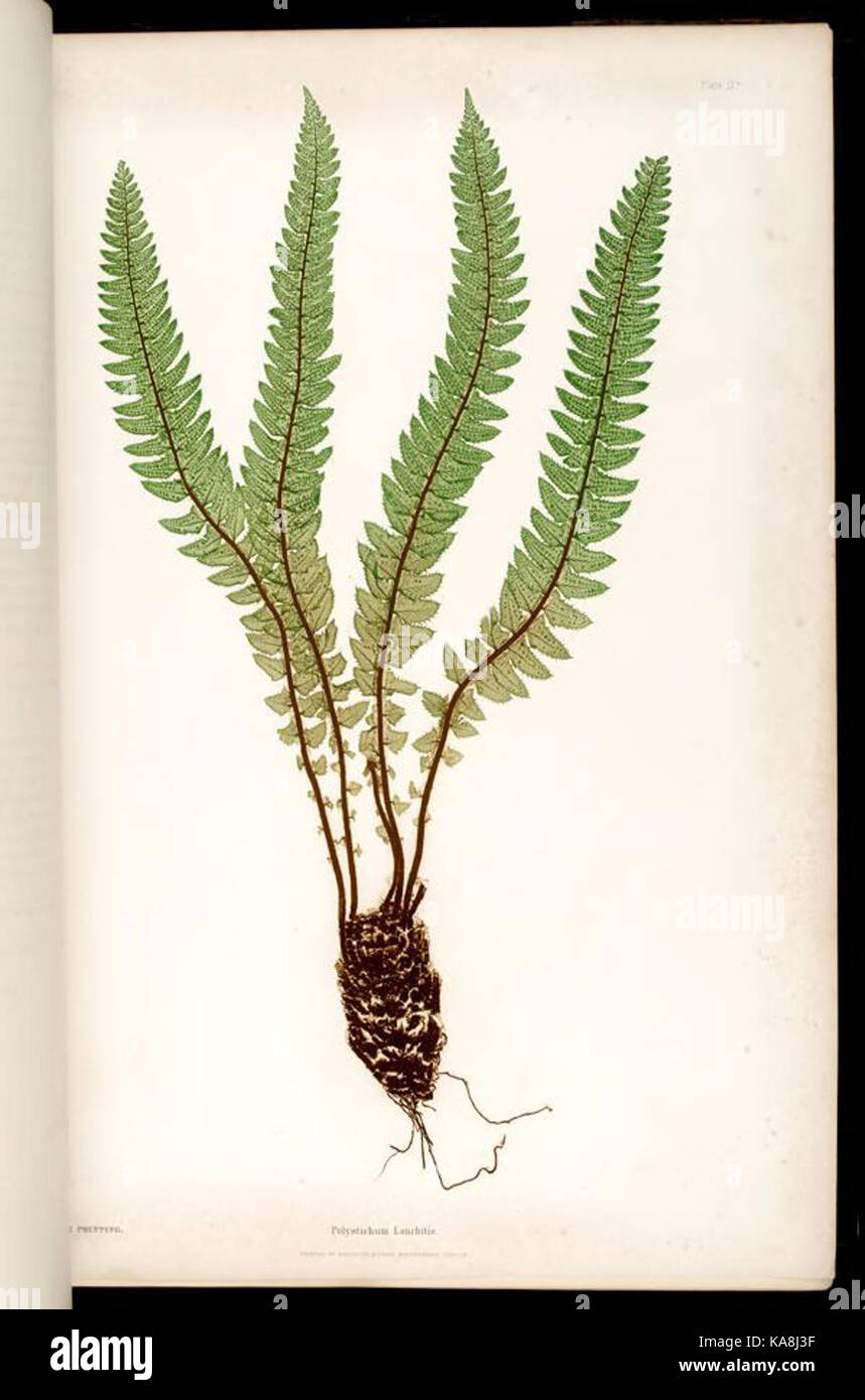Fern species documentation hi-res stock photography and images - Alamy