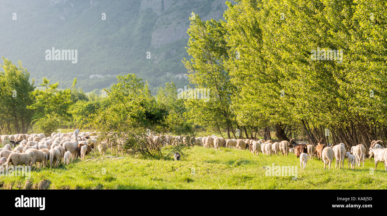 Flock of sheep grazing in a hill at sunset in spring Stock Photo - Alamy