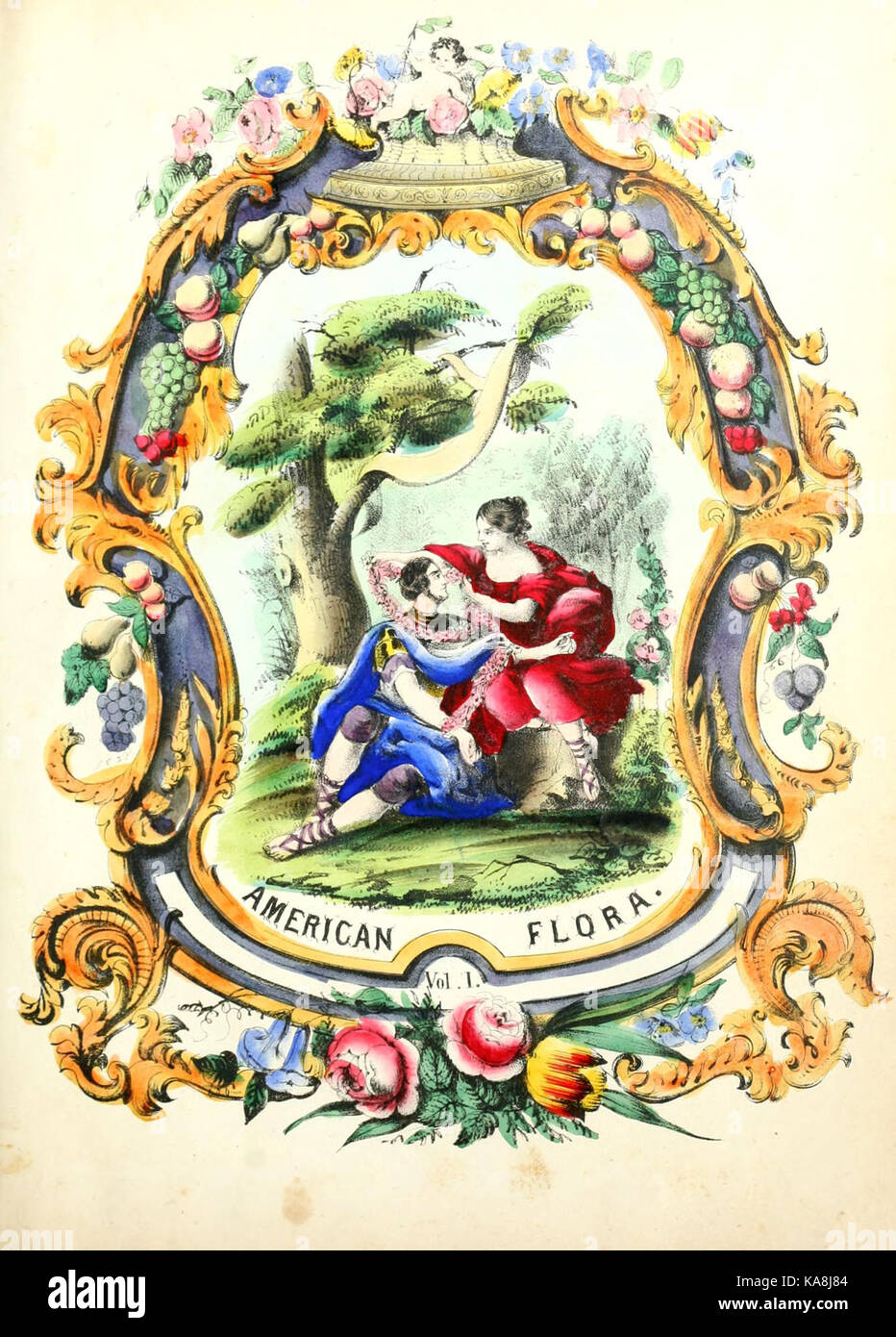 The American flora BHL11330172 Stock Photo - Alamy