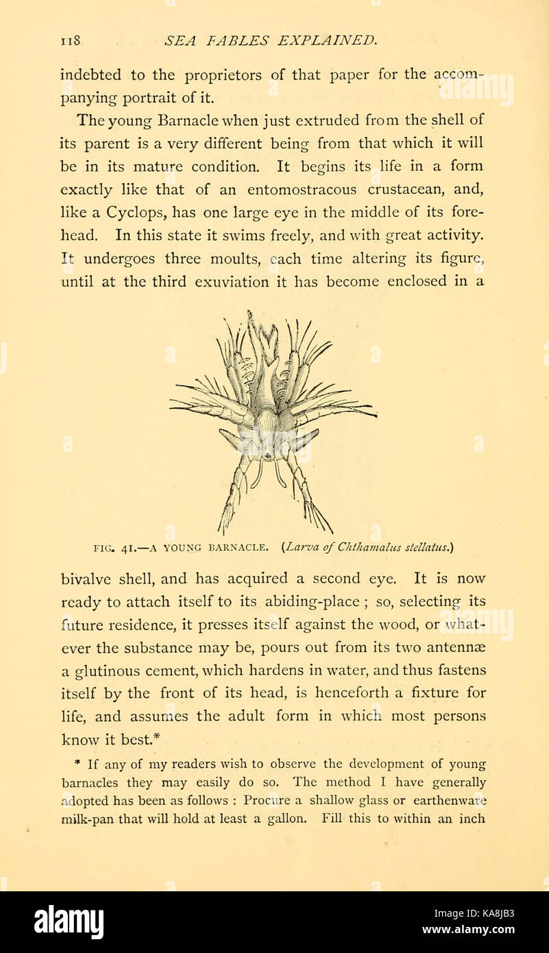 Sea Fables Explained Page 118 Bhl10985724 Stock Photo Alamy