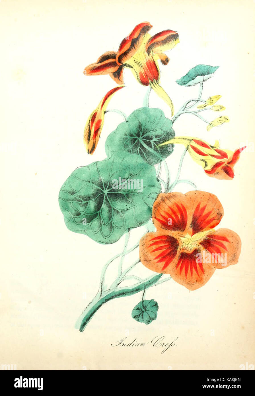 Native flora documentation hi-res stock photography and images - Alamy