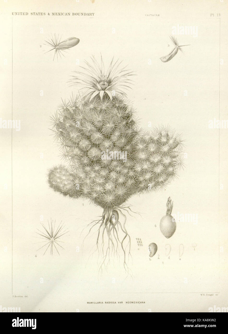 George Engelmann This plate from 'The Botanical Works of George Engelmann' showcases ...