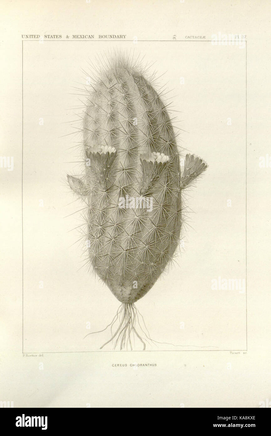 George Engelmann A detailed botanical plate from the collection of George Engelmann's ...