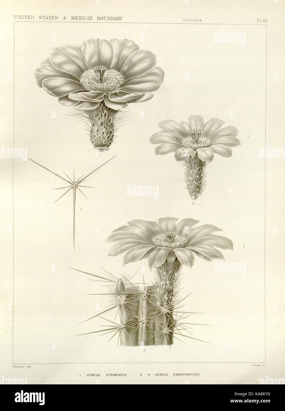 George Engelmann 19th century botanical works hi-res stock photography and images - Alamy