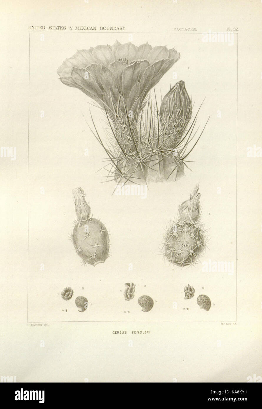 George Engelmann Botanical illustrations collected by George Engelmann for Henry Shaw ...