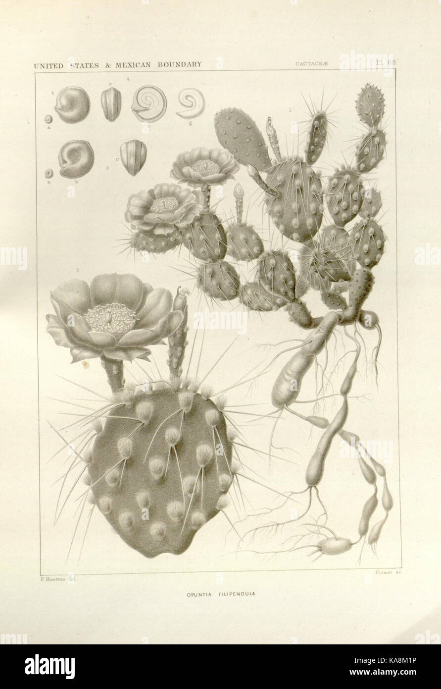 George Engelmann The botanical works of the late George Engelmann, collected for Henry ...