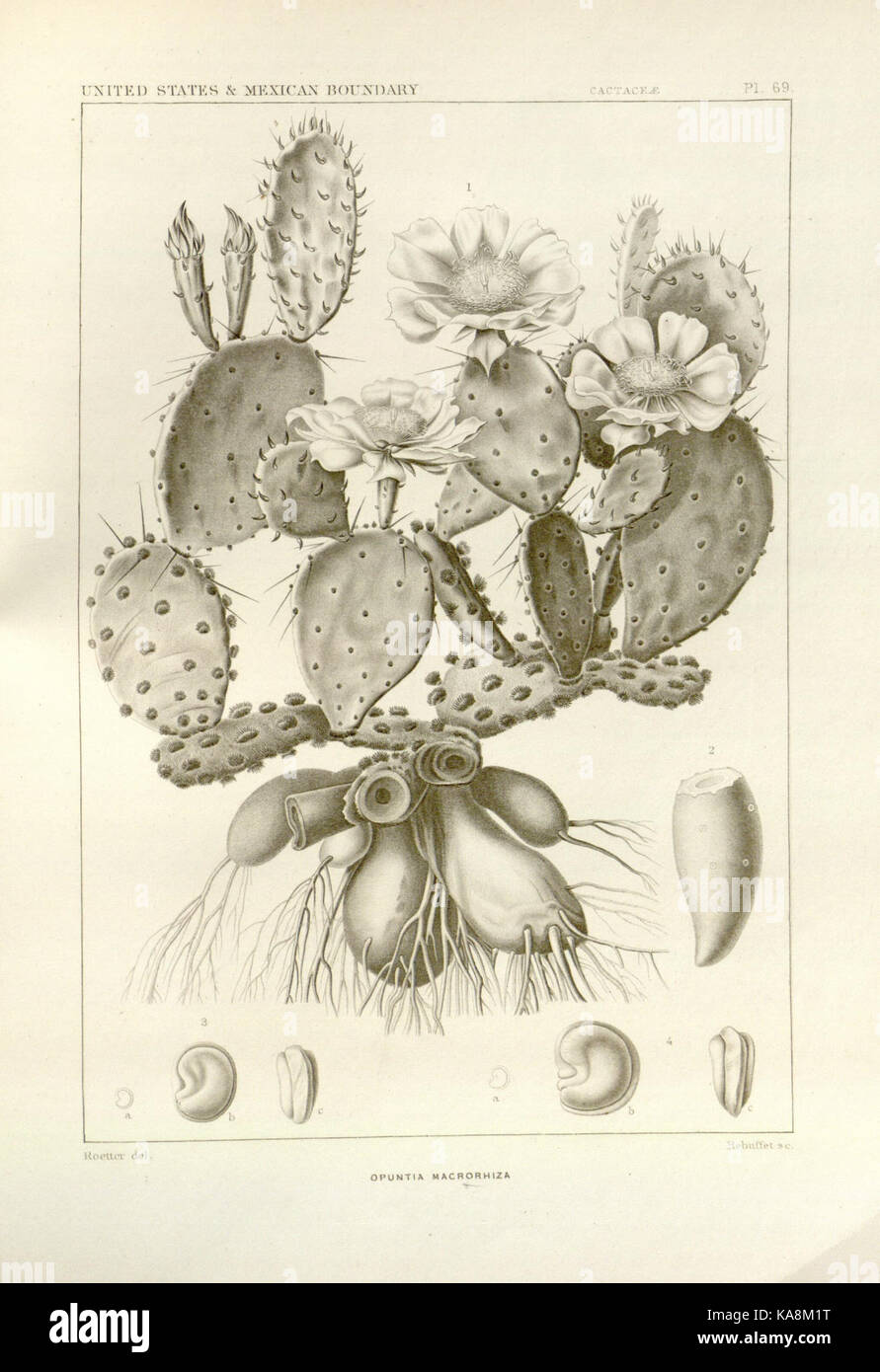 George Engelmann This botanical illustration, part of George Engelmann’s collected works ...