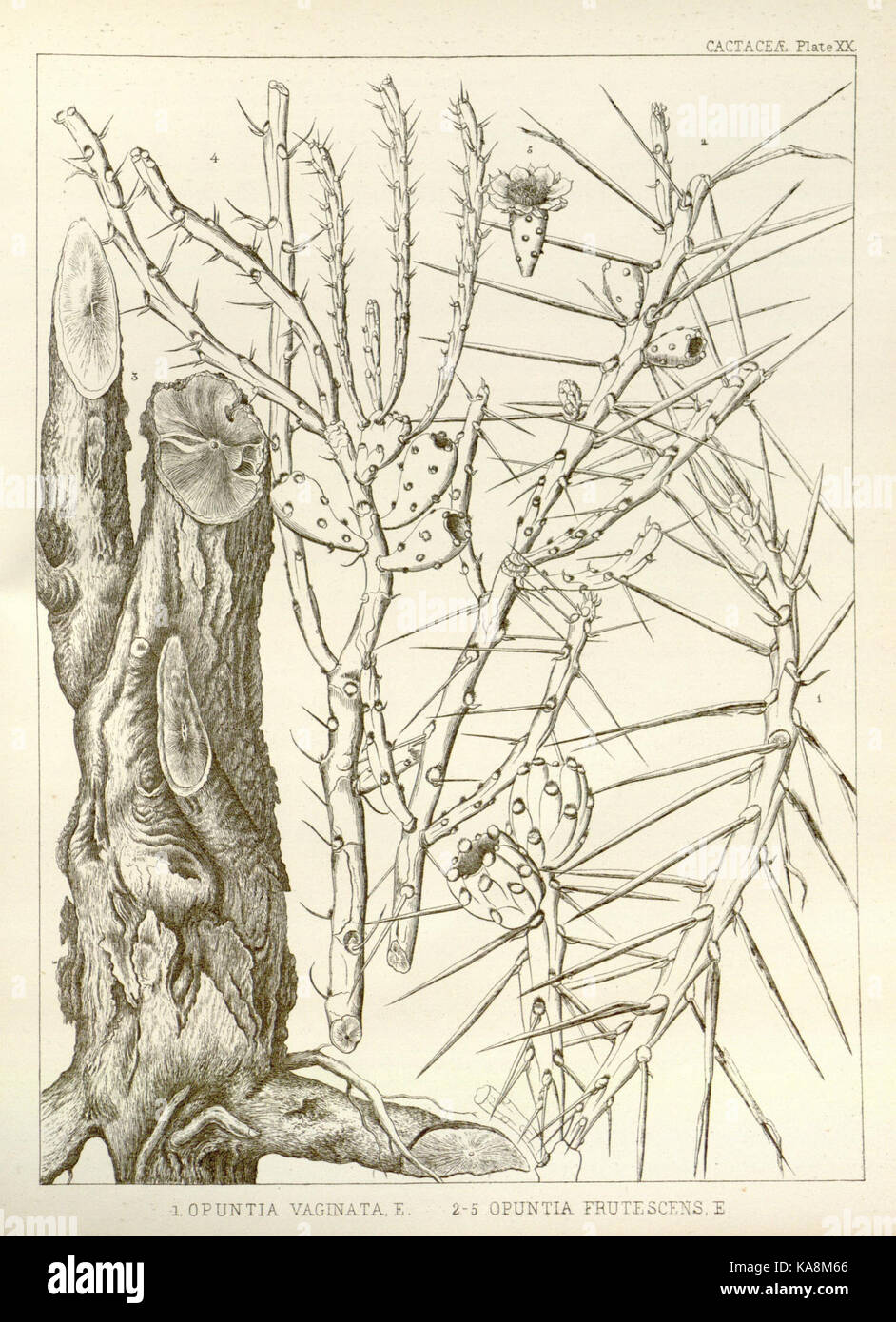George Engelmann An illustration from 'The Botanical Works of the Late George Engelmann ...