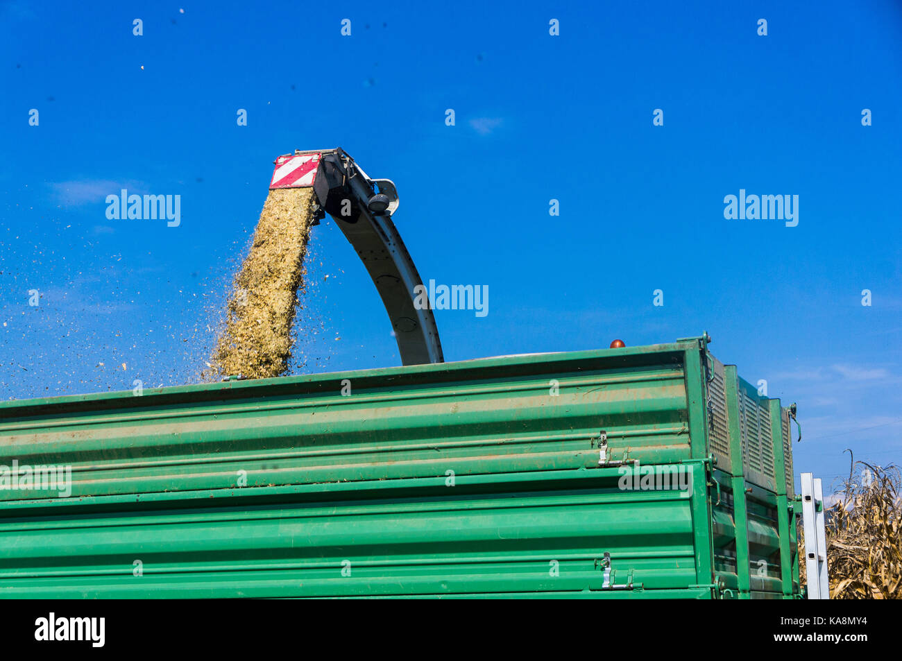 Corn harvest on farmland in Slovenia. The silage is pumped directly into a trailer. Stock Photo