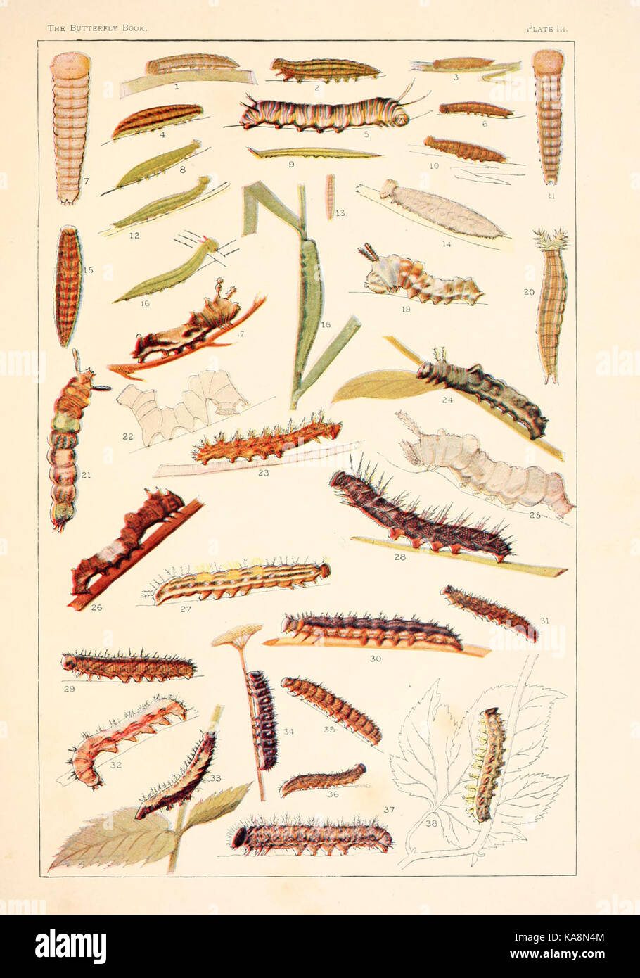 This plate from 'The Butterfly Book' depicts a series of illustrations ...