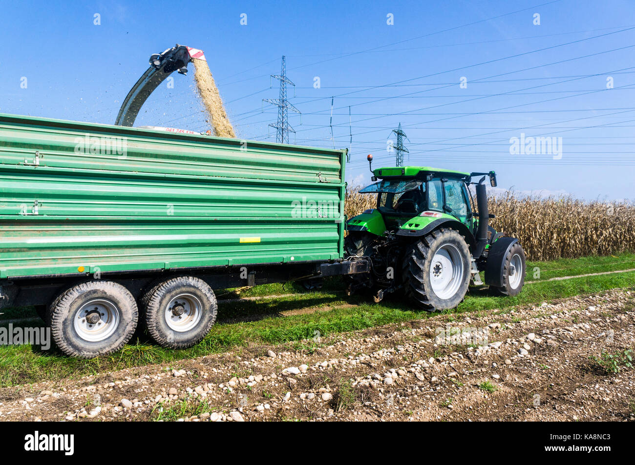 Corn harvest on farmland in Slovenia. Stock Photo