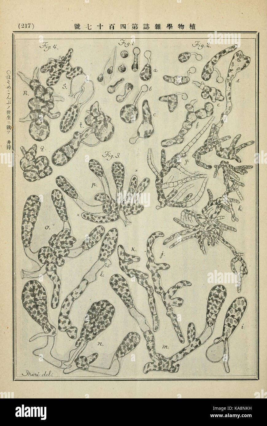 Botanical classification study hi-res stock photography and images - Alamy