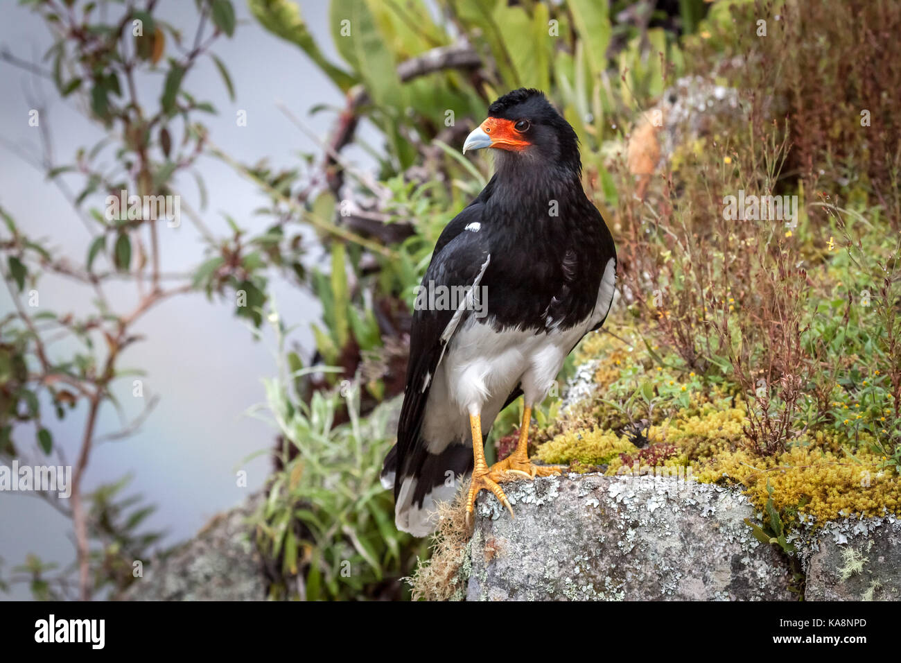 Black Caracara (Daptrius ater) is a species of bird of prey in the Falconidae family. Peru. Stock Photo