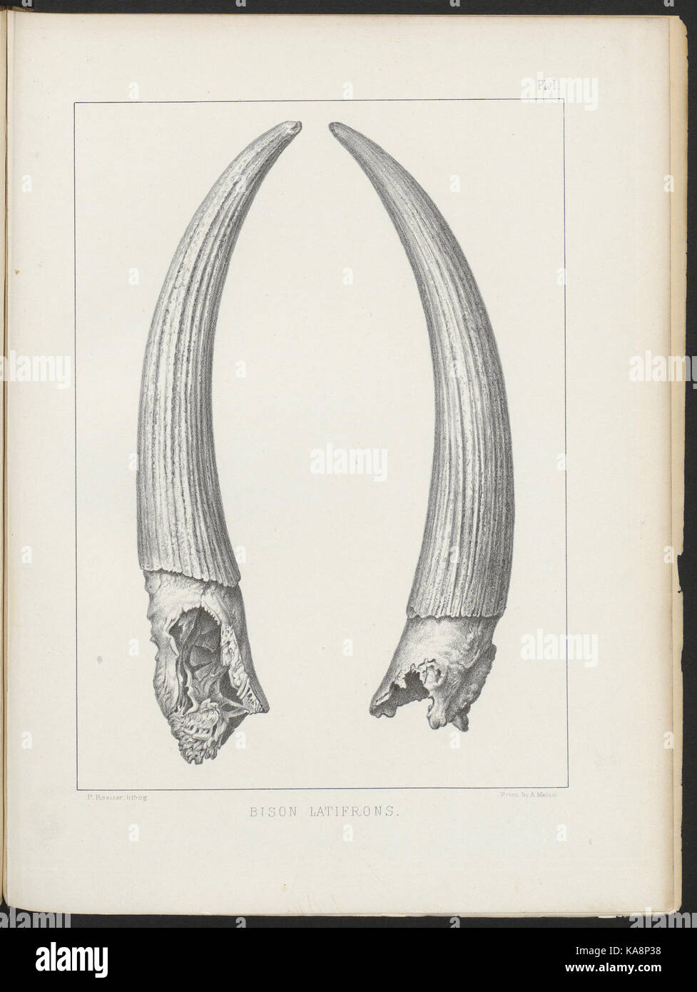 Extinct north american animals hi-res stock photography and images - Alamy