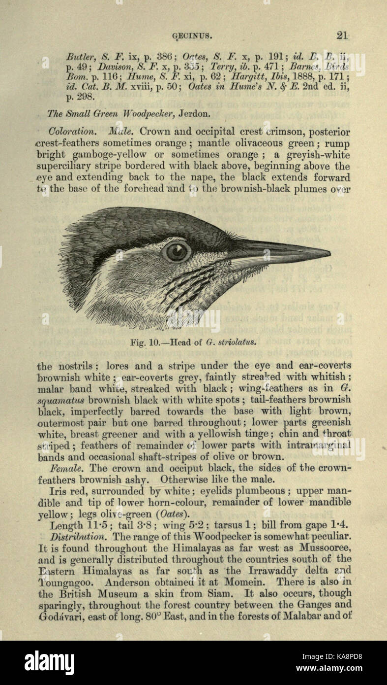 The fauna of British India, including Ceylon and Burma (Page 21) BHL20629631 Stock Photo