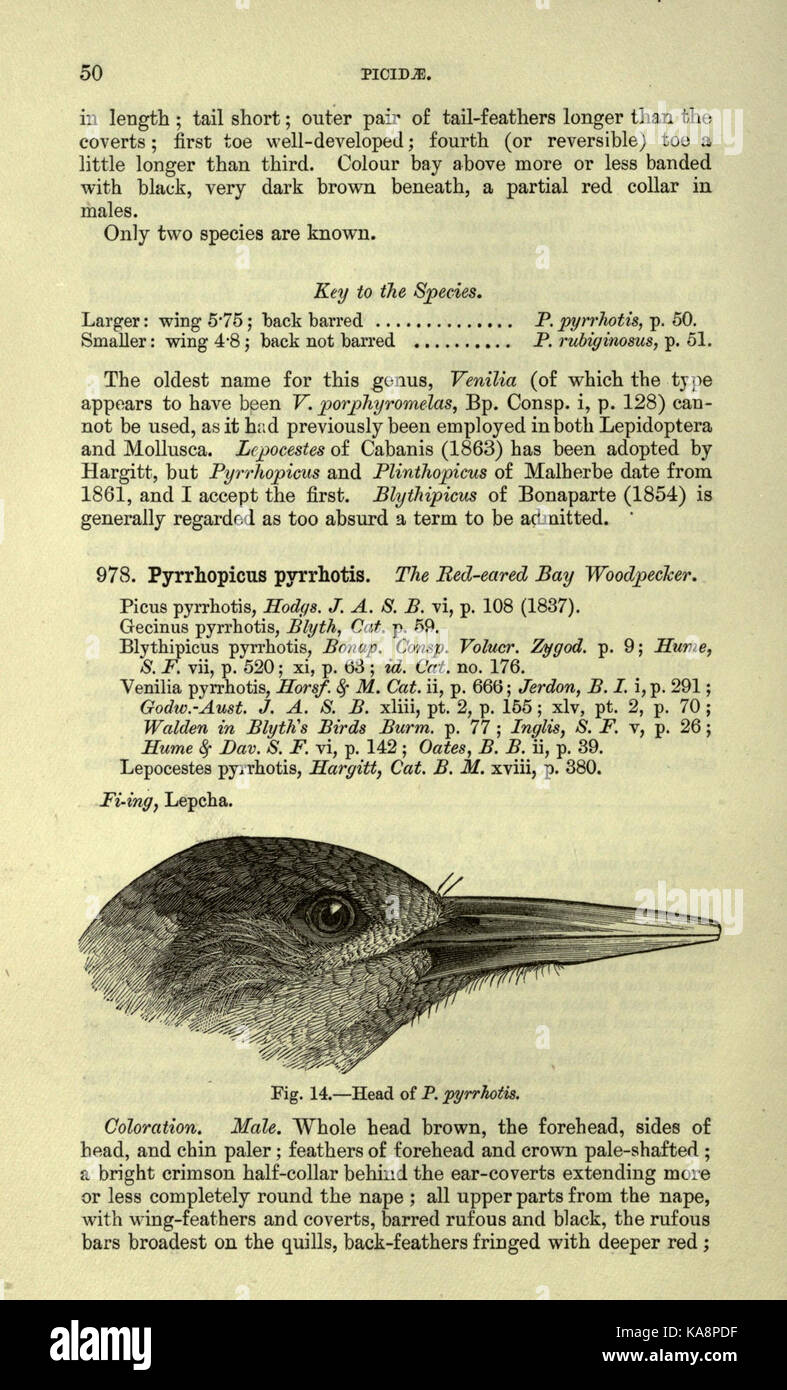 The fauna of British India, including Ceylon and Burma (Page 50) BHL20629660 Stock Photo