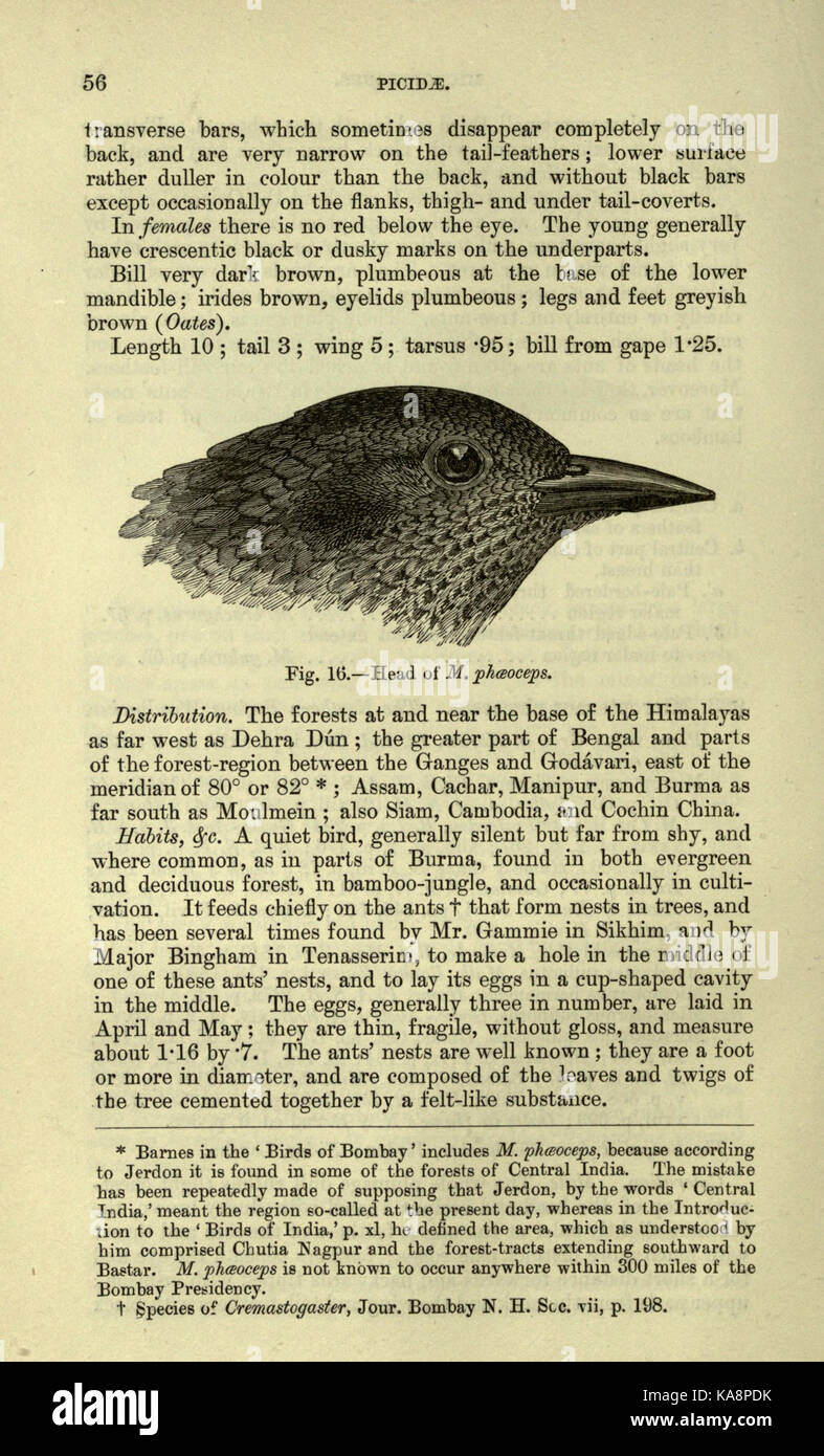 The fauna of British India, including Ceylon and Burma (Page 56) BHL20629666 Stock Photo