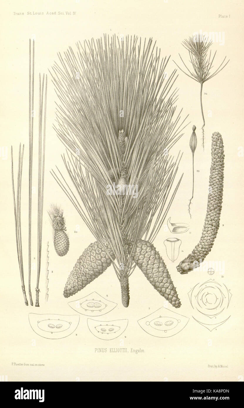 Revision of the genus Pinus (Plate I) BHL30237692 Stock Photo