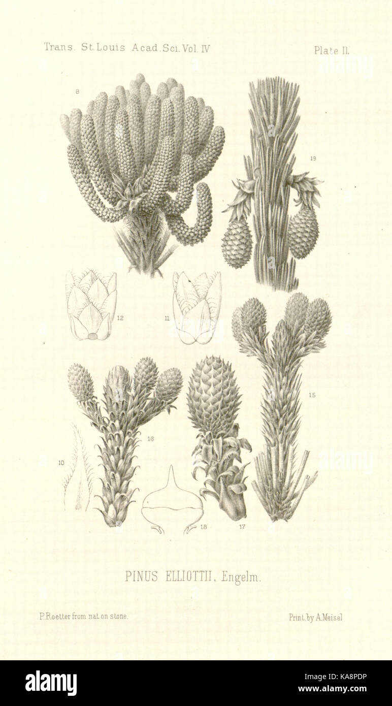 Revision of the genus Pinus (Plate II) BHL30237693 Stock Photo