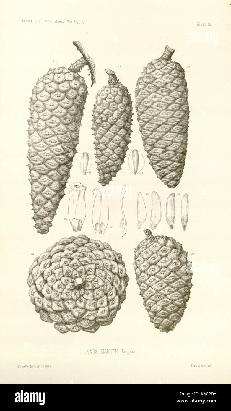 Revision of the genus Pinus (Plate III) BHL30237694 Stock Photo