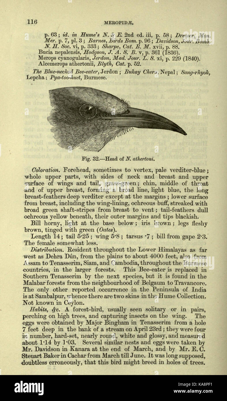 The fauna of British India, including Ceylon and Burma (Page 116) BHL20629726 Stock Photo