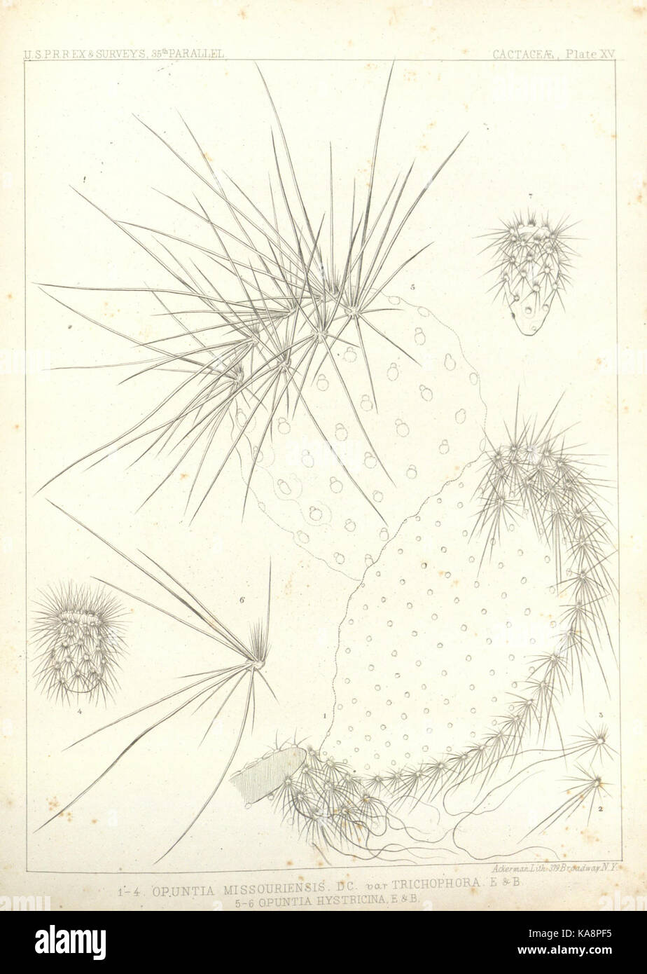 Route near the thirty fifth parallel explored by Lieutenant A.W