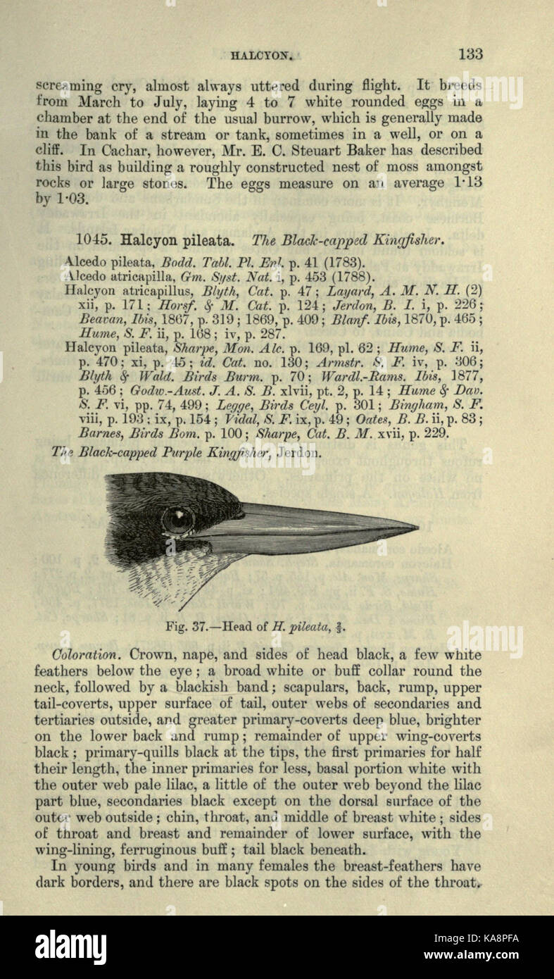 The fauna of British India, including Ceylon and Burma (Page 133) BHL20629743 Stock Photo