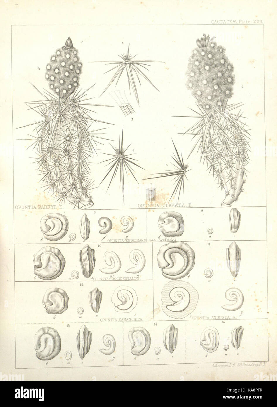Route near the thirty fifth parallel explored by Lieutenant A.W