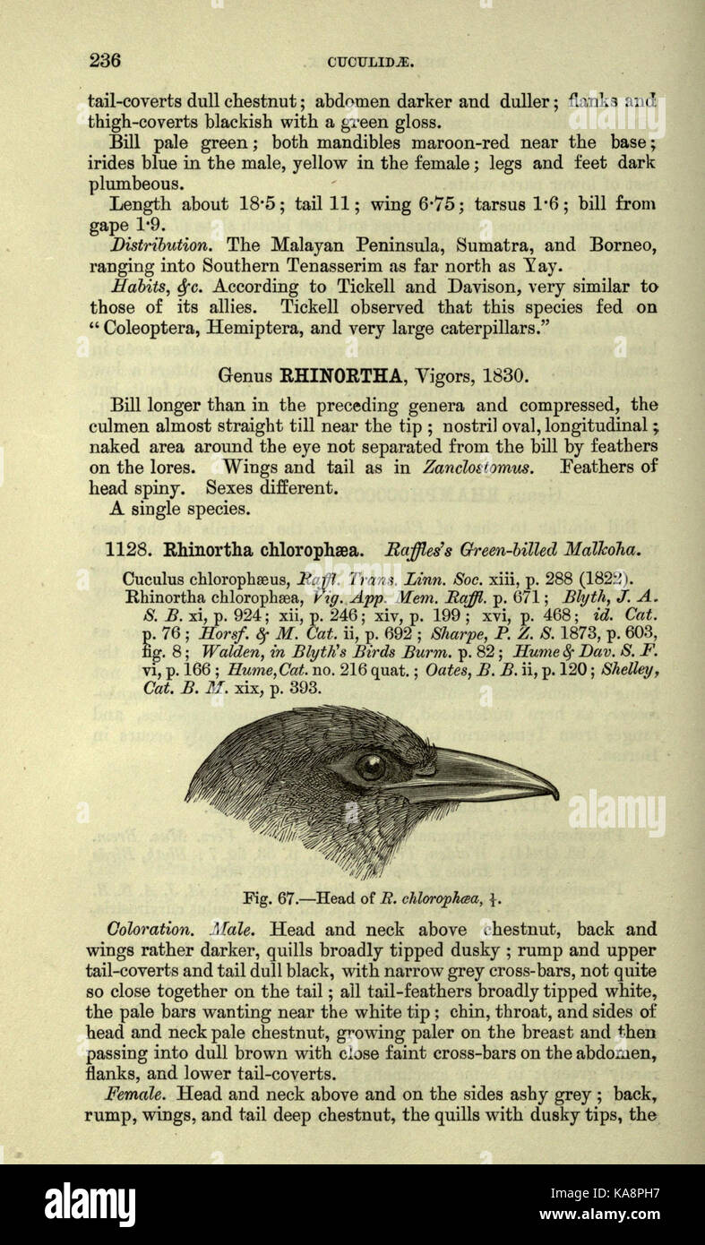 The fauna of British India, including Ceylon and Burma (Page 236) BHL20629846 Stock Photo
