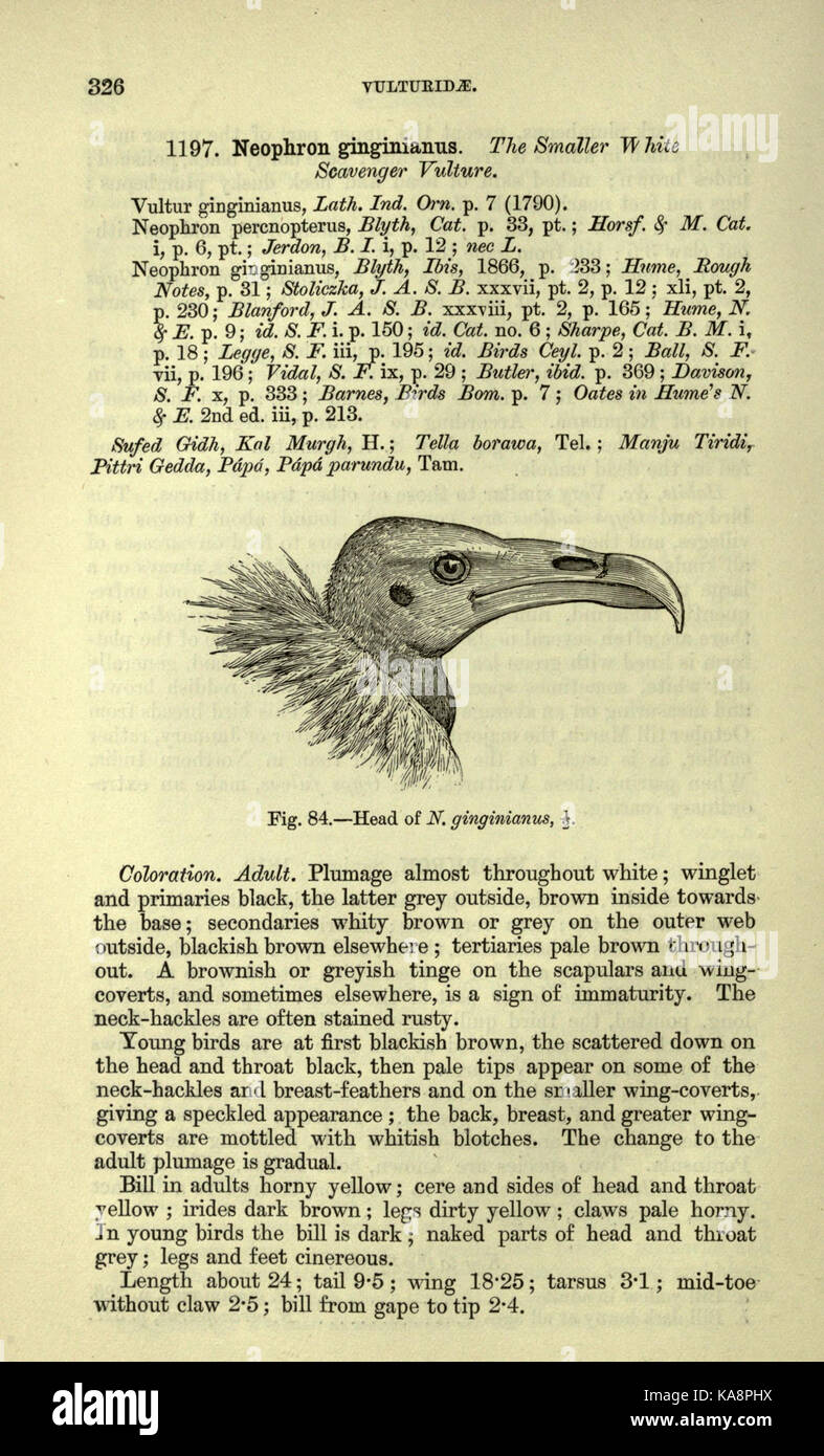 The fauna of British India, including Ceylon and Burma (Page 326) BHL20629936 Stock Photo