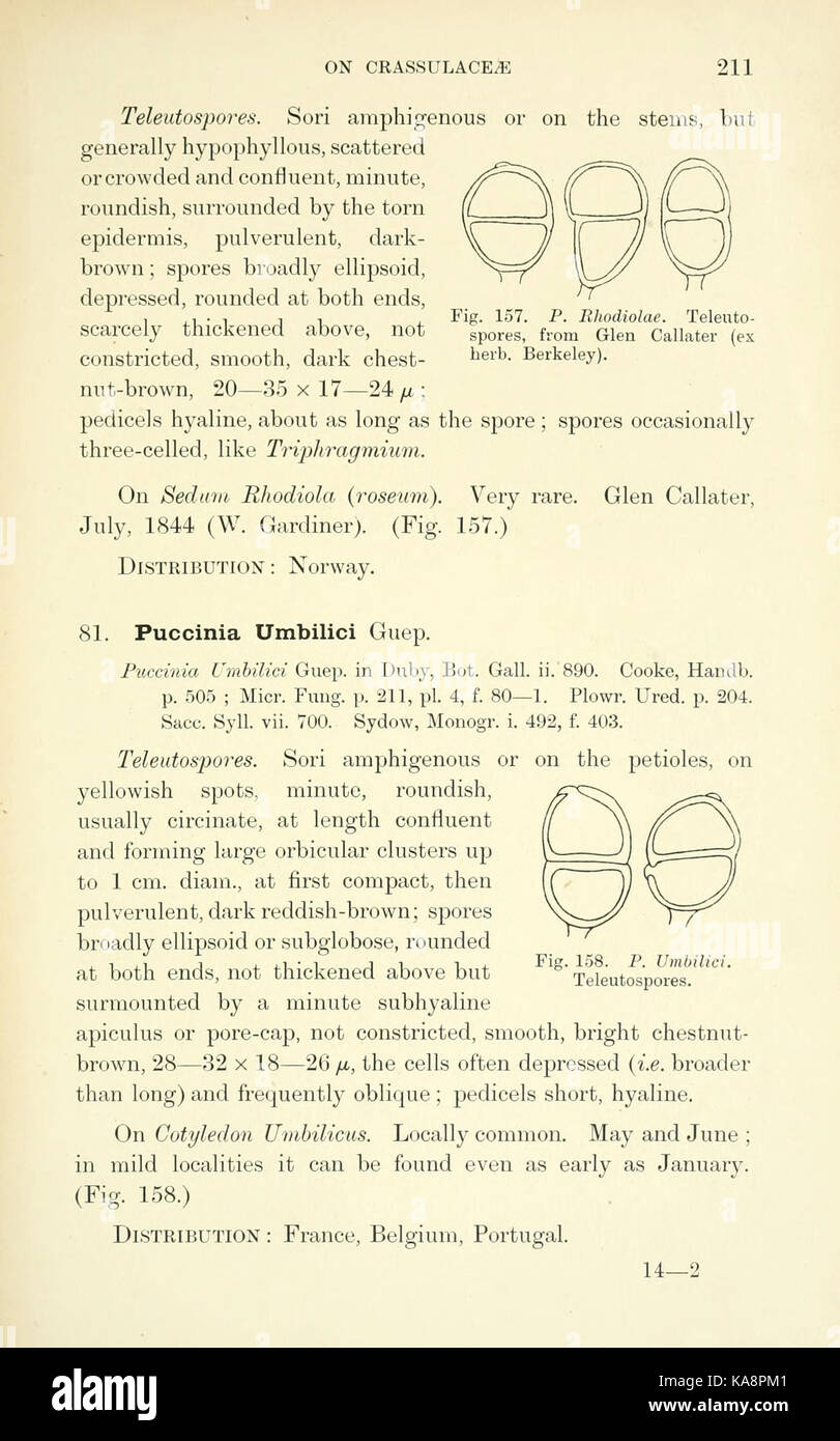 The British rust fungi (Uredinales) (Page 211) BHL2990945 Stock Photo