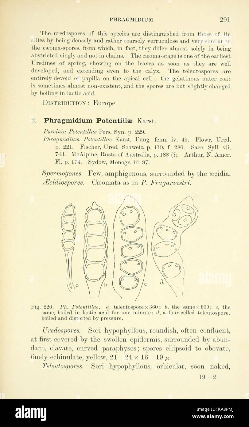 The British rust fungi (Uredinales) (Page 291) BHL2991025 Stock Photo