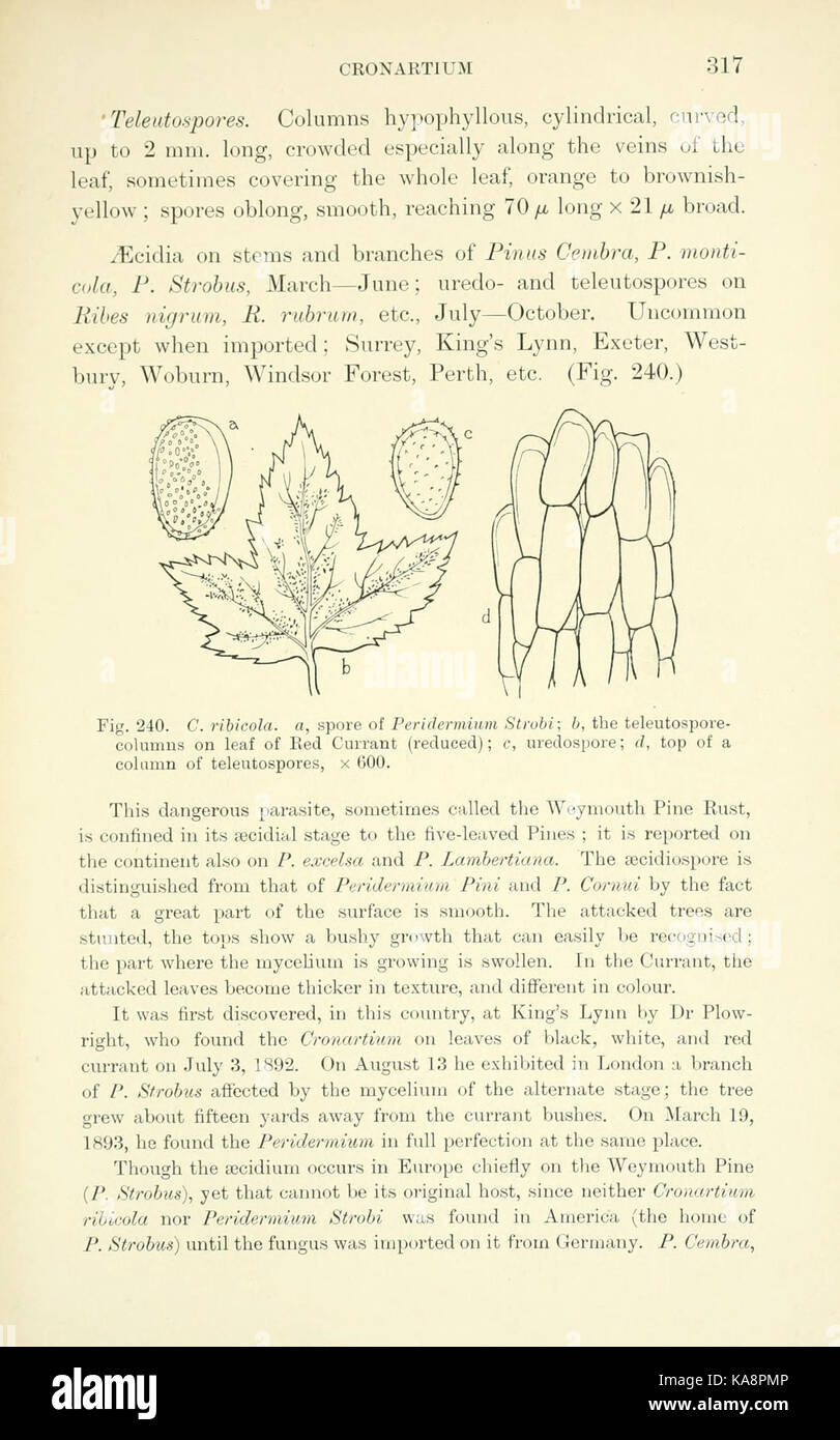 The British rust fungi (Uredinales) (Page 317) BHL2991051 Stock Photo