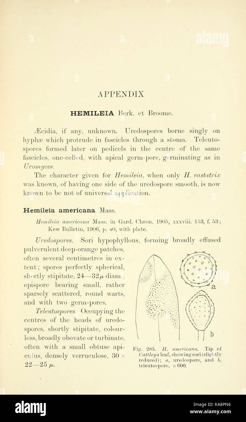 The British rust fungi (Uredinales) (Page 381) BHL2991115 Stock Photo