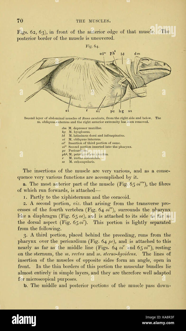 The anatomy of the frog (Page 70, Fig. 64) BHL7554784 Stock Photo