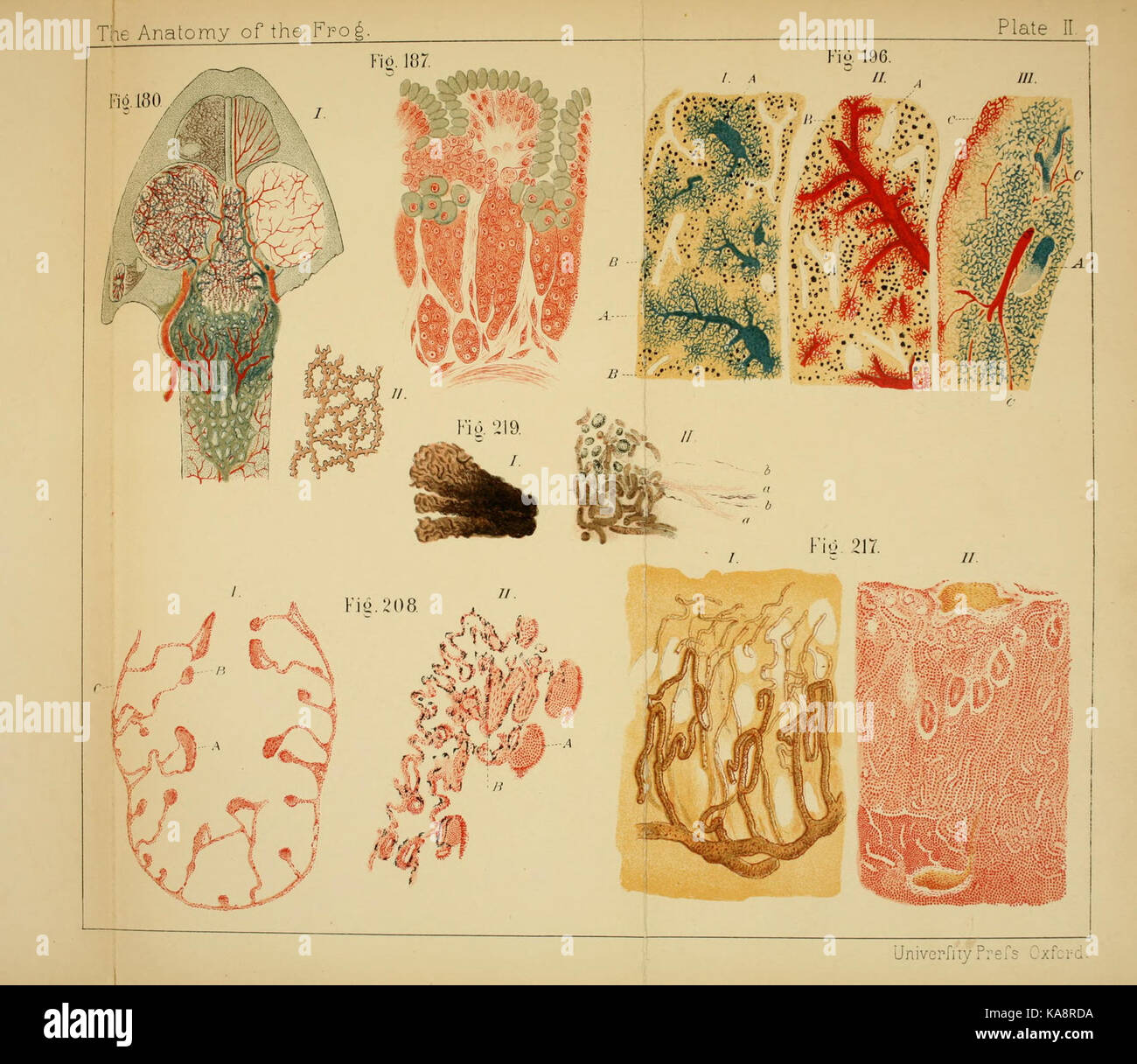The anatomy of the frog BHL7555177 Stock Photo - Alamy