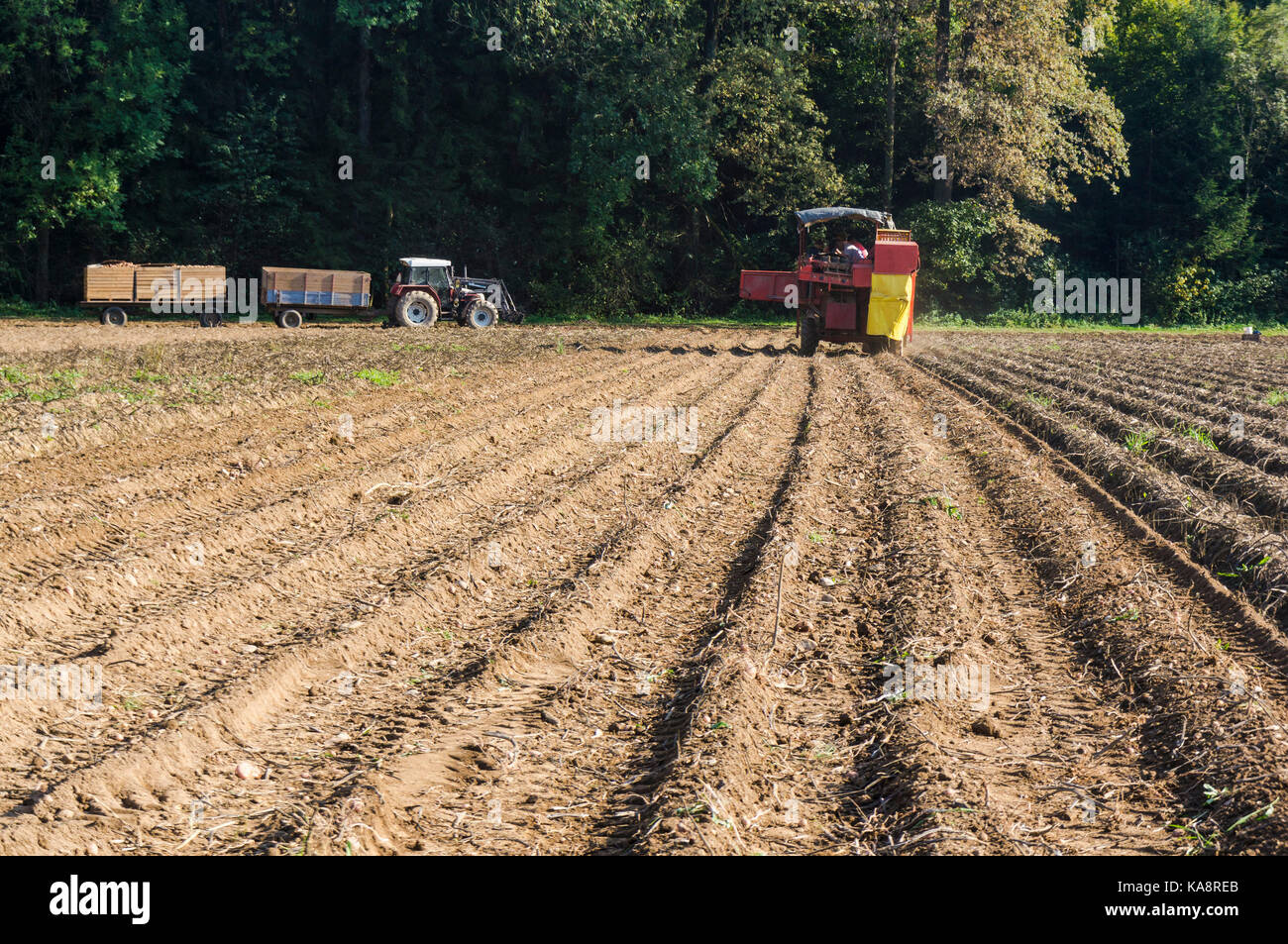 Potato harvester harvesting potatoes on field Stock Photo