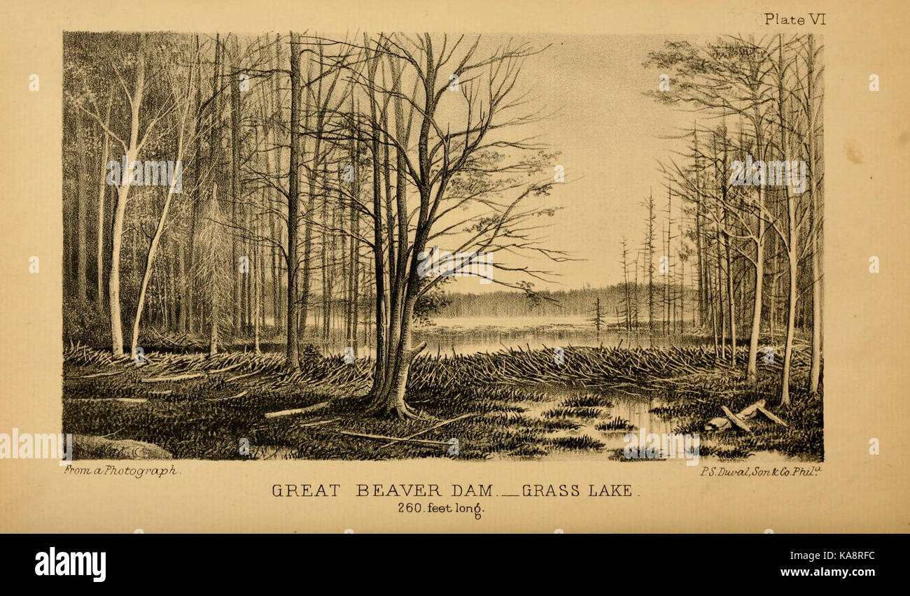 This illustration from 'The American Beaver and His Works' by Lewis ...
