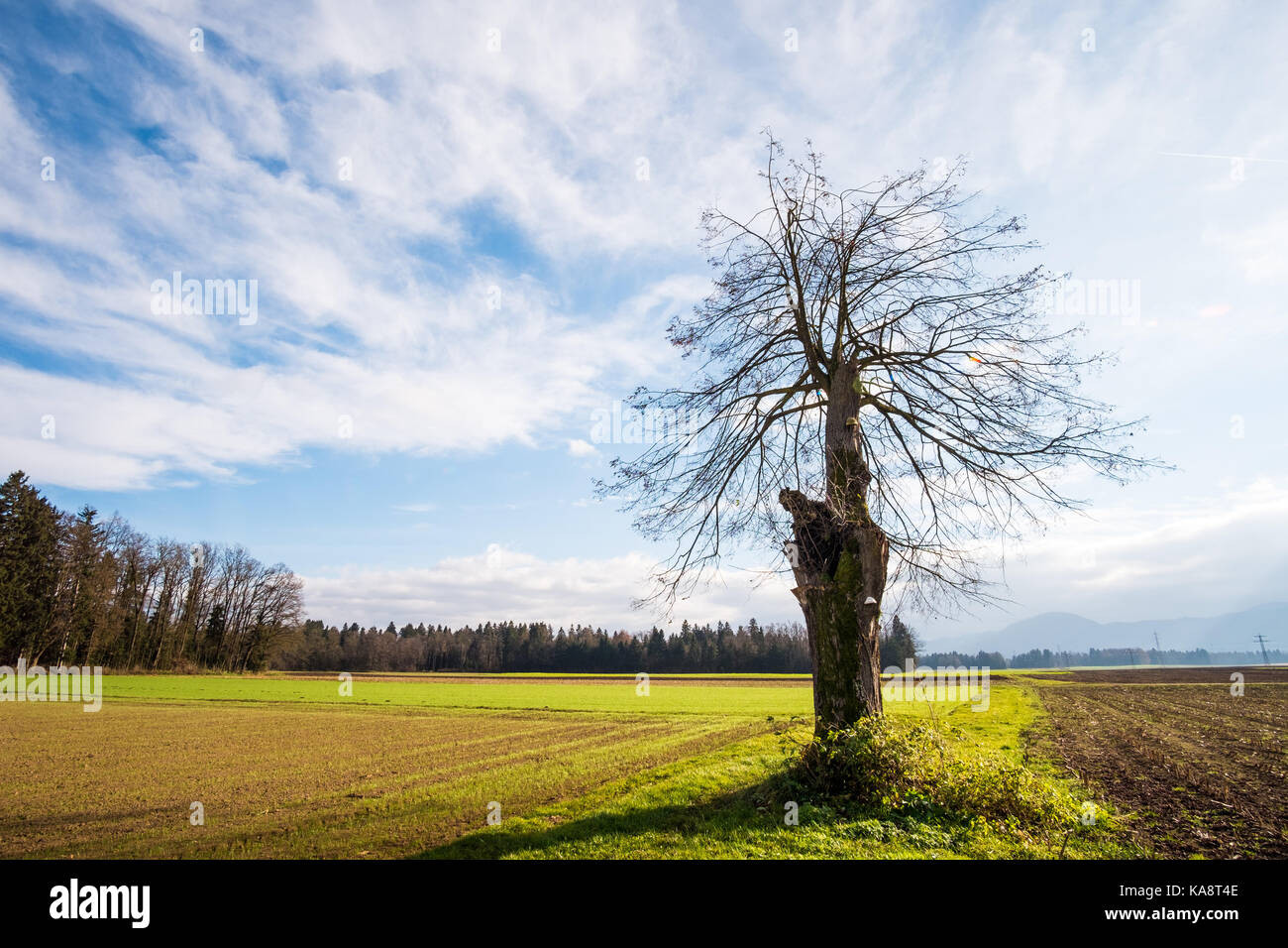 Old broken tree in agricultural farmland. Stock Photo