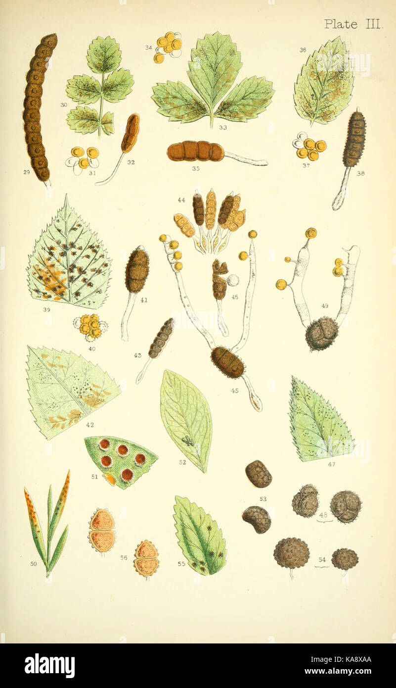 Rust, smut, mildew and mould (Plate III) (6219960227 Stock Photo - Alamy