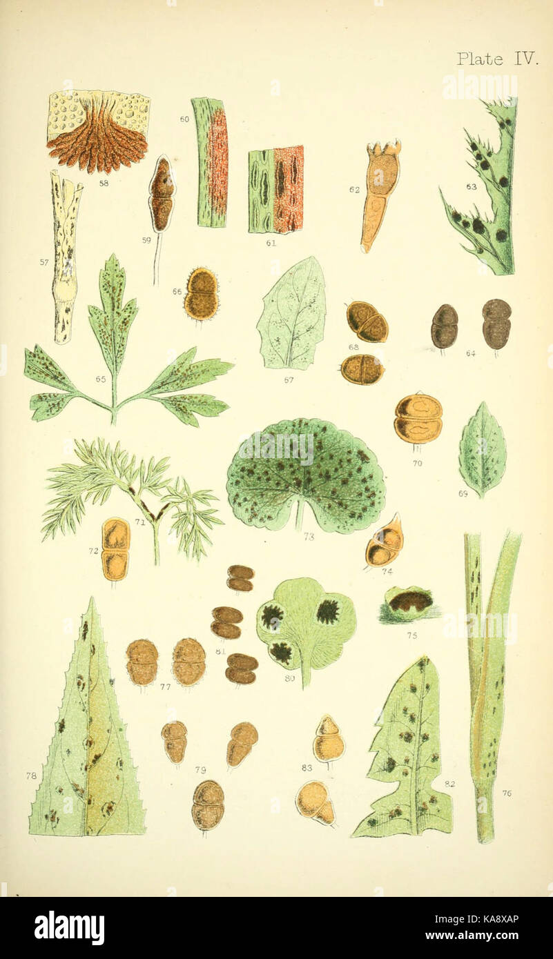 Rust, smut, mildew and mould (Plate IV) (6219960429 Stock Photo - Alamy
