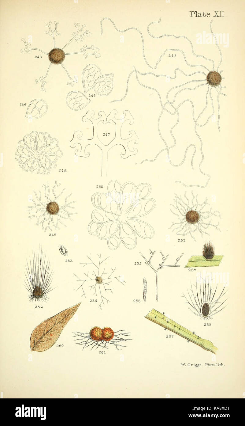 Rust, smut, mildew and mould (Plate XII) (6220483478 Stock Photo - Alamy