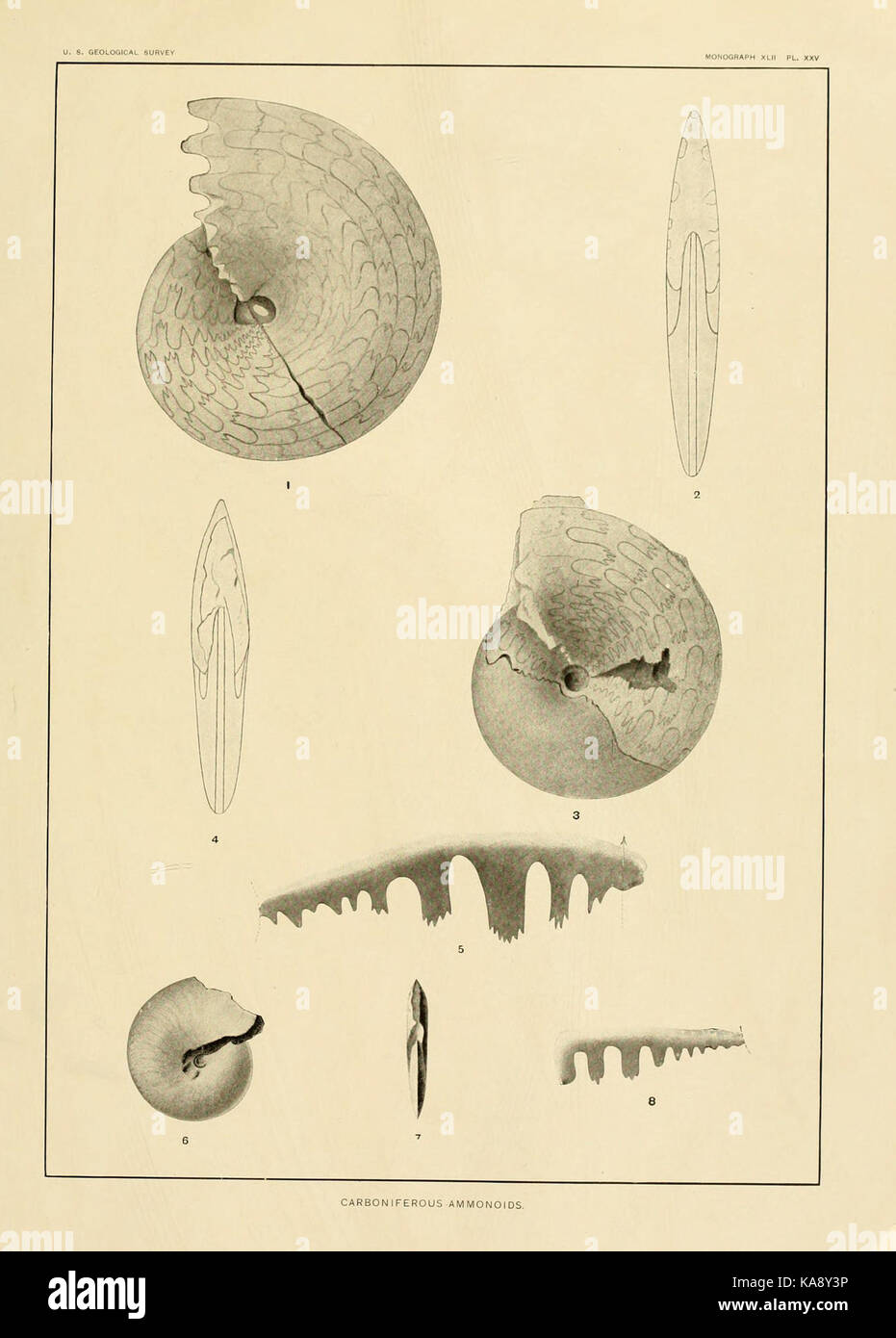 The Carboniferous ammonoids of America (Plate XXV) BHL13768449 Stock ...