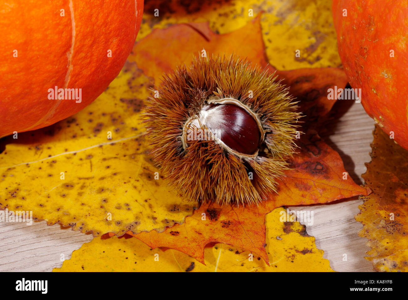 an autumnal arrangement with chestnut and dried leaves Stock Photo - Alamy