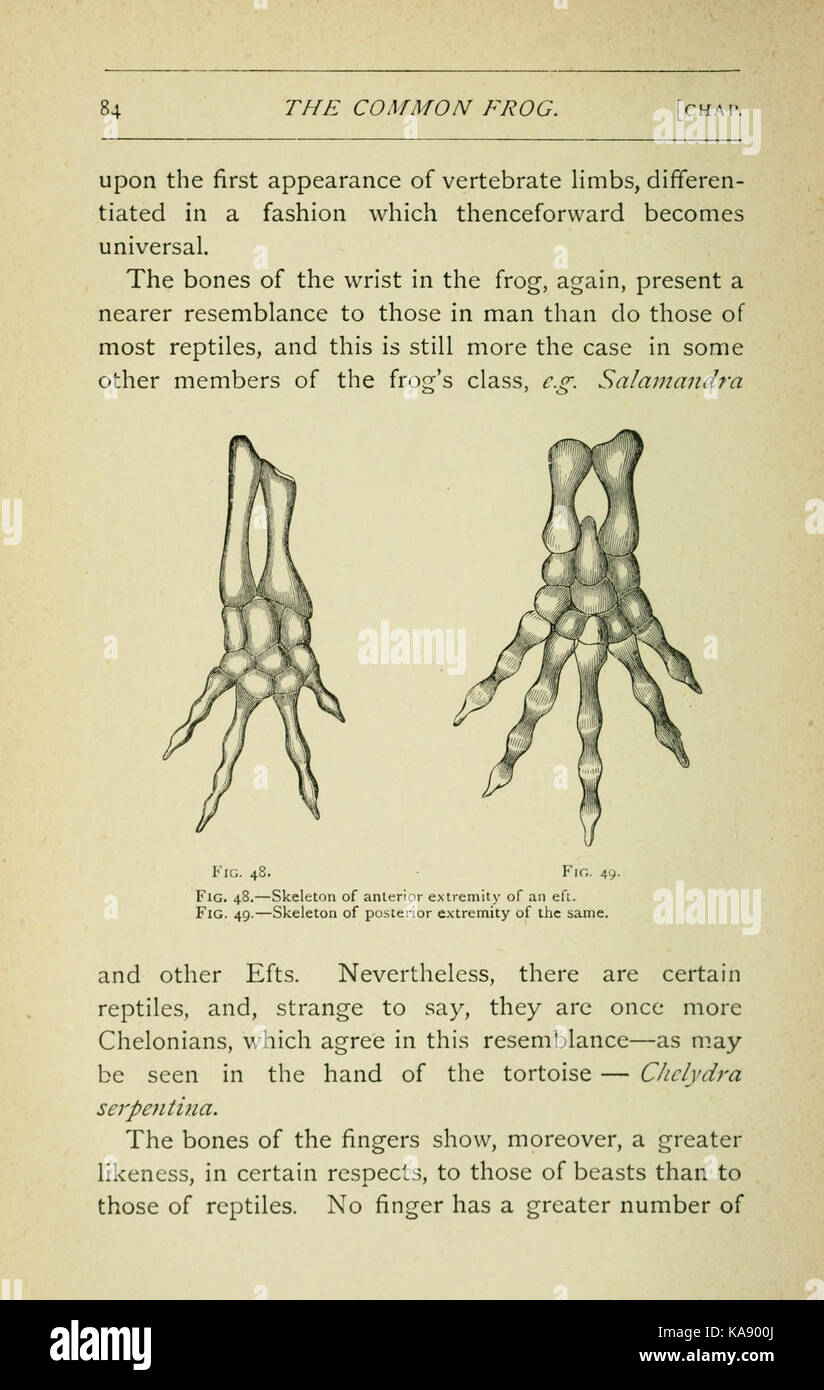 The common frog, featured on page 84 of this publication, is a widely ...