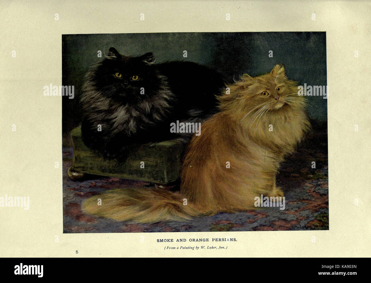 The book of the cat (Plate 5) (6263557754) Stock Photo